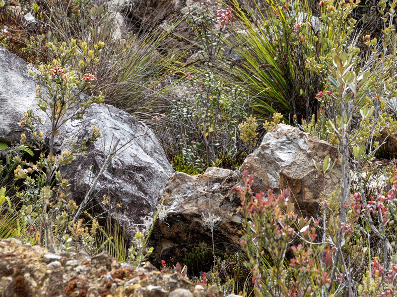 Rhododendron inconspicuum photo 7
