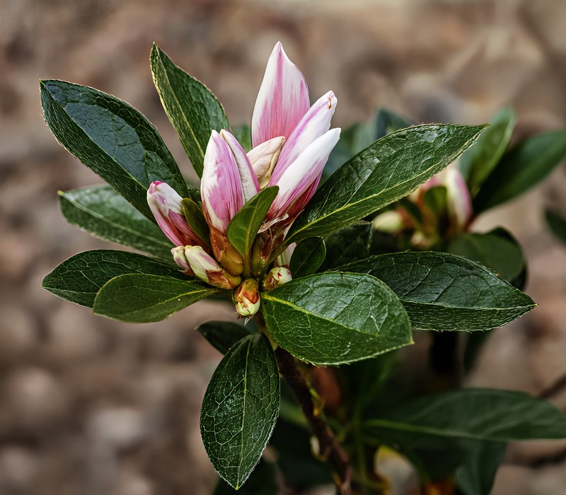 Rhododendron indicum photo 2
