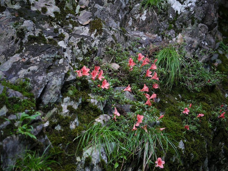 Rhododendron indicum photo 3