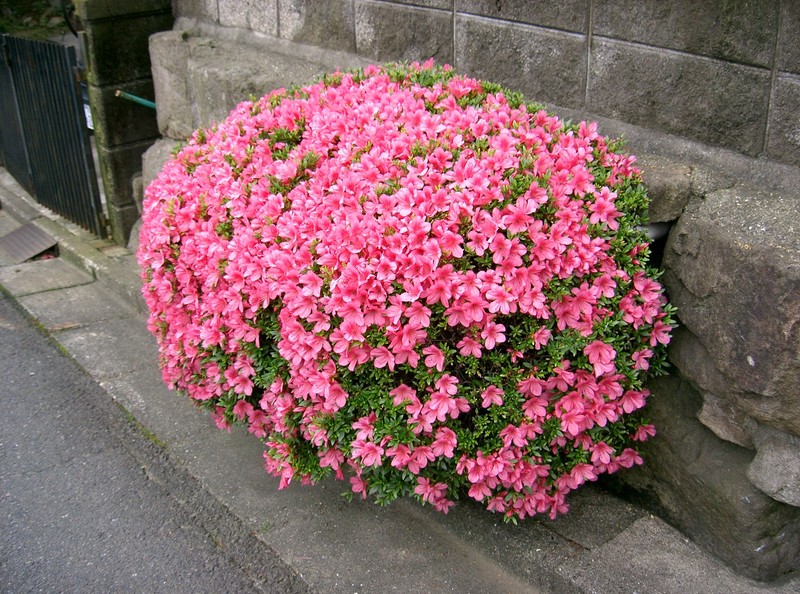 Rhododendron indicum photo 4