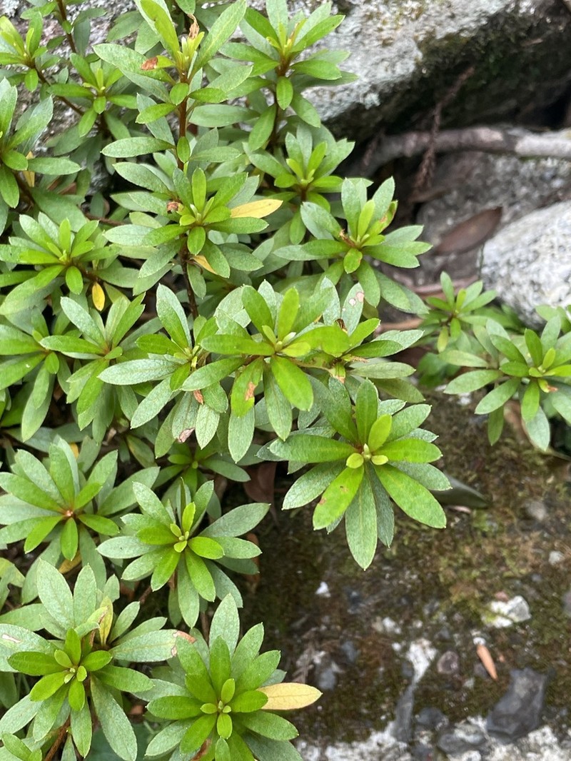 Rhododendron indicum photo 5