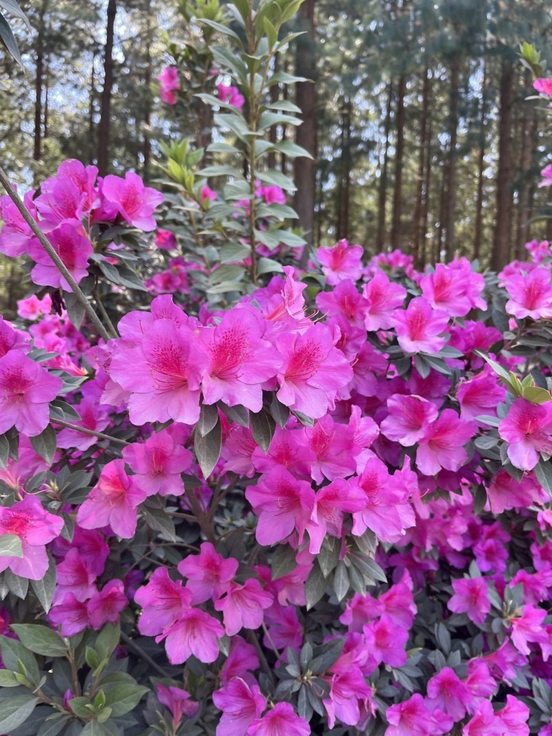 Rhododendron indicum photo 6