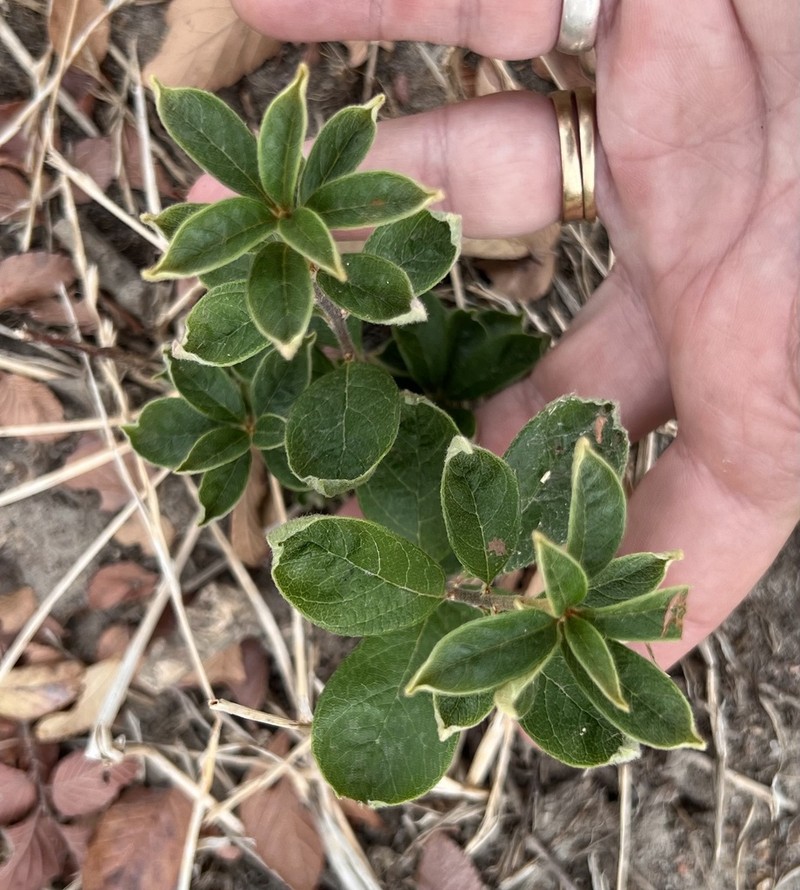 Rhododendron indicum photo 7