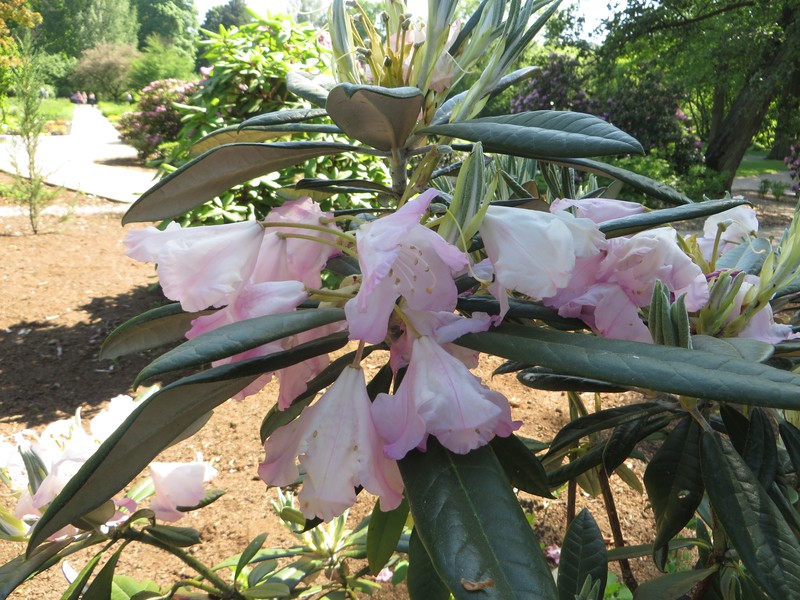 Rhododendron insigne
