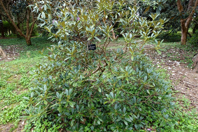 Rhododendron insigne photo 2