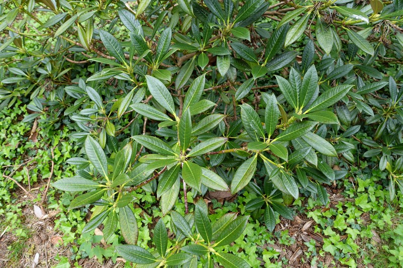 Rhododendron insigne photo 3