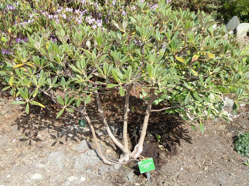 Rhododendron insigne photo 4