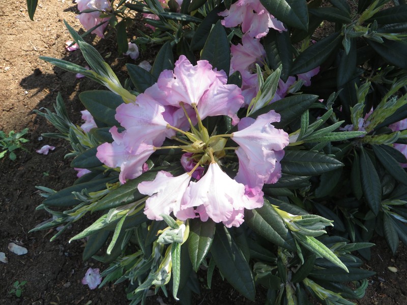 Rhododendron insigne photo 5