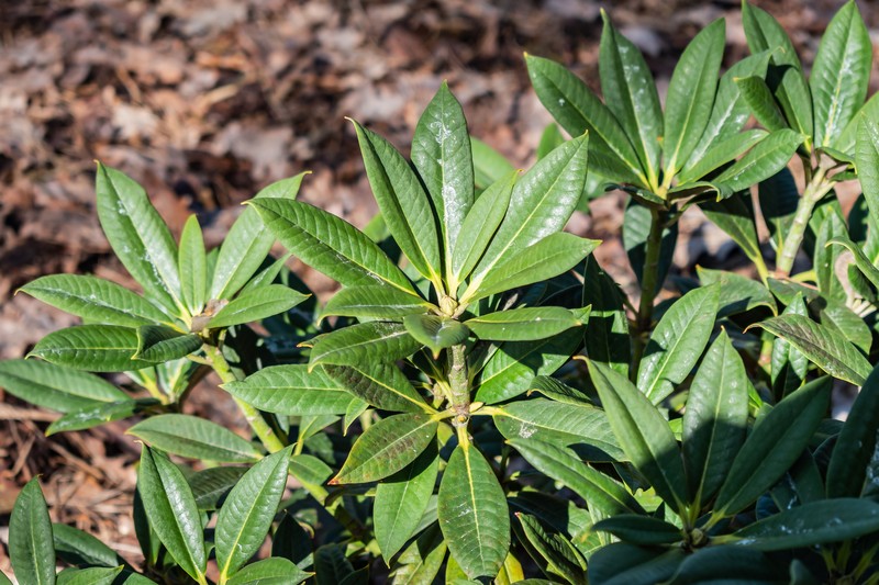 Rhododendron insigne photo 6