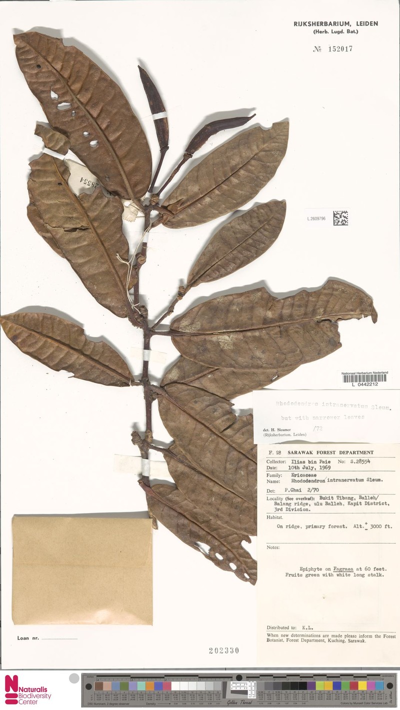 Rhododendron intranervatum