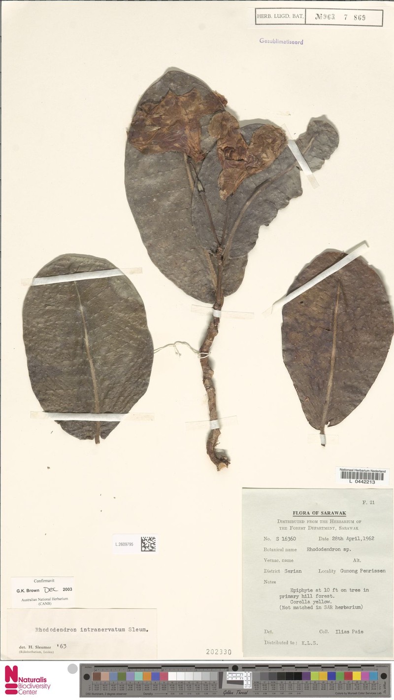Rhododendron intranervatum photo 2