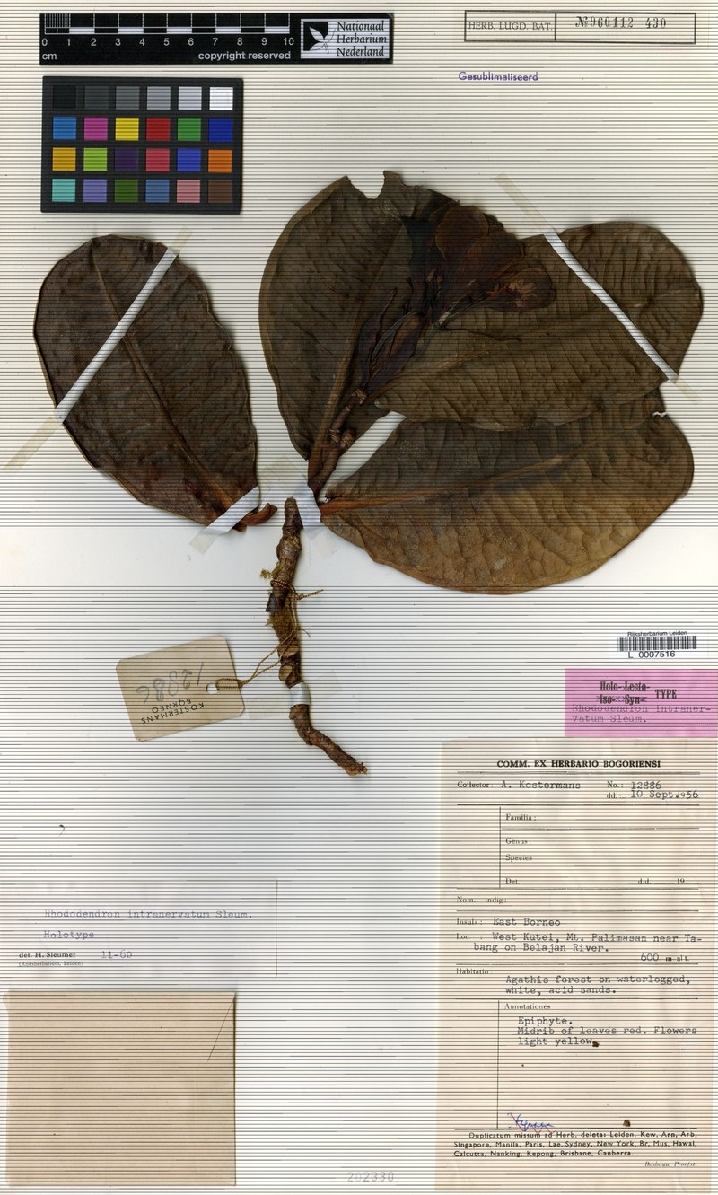 Rhododendron intranervatum photo 3