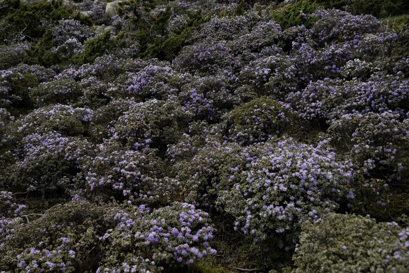 Rhododendron intricatum photo 3