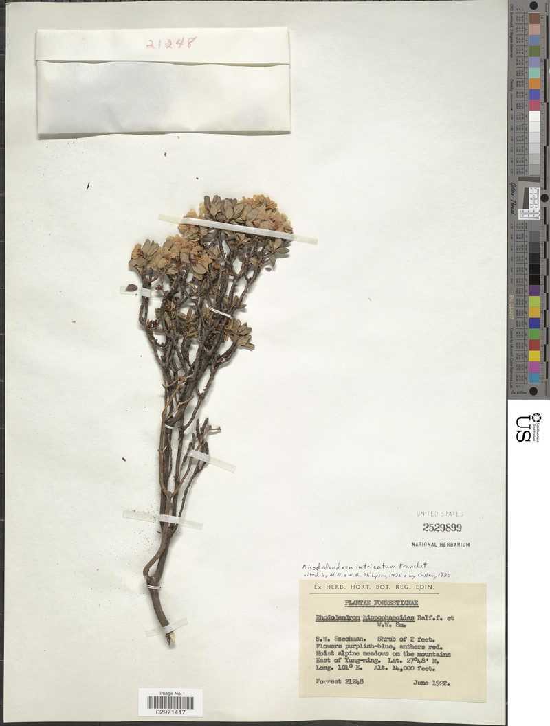 Rhododendron intricatum photo 4