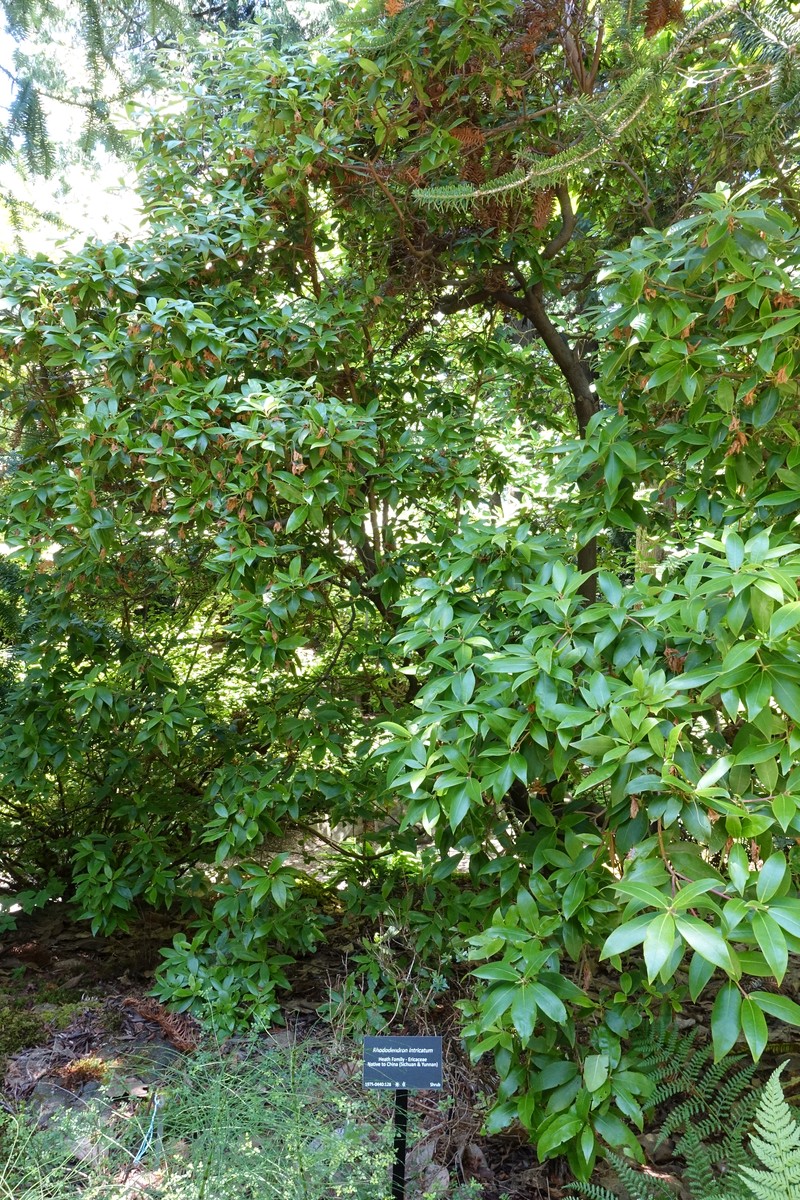 Rhododendron intricatum