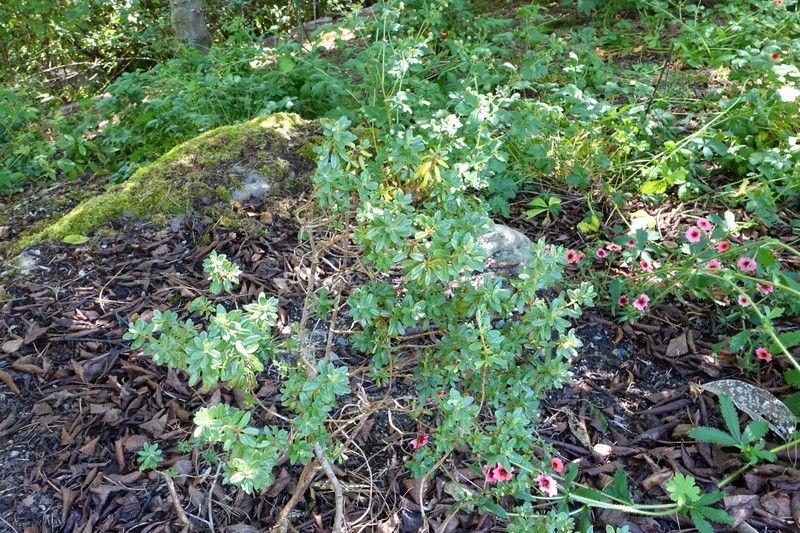 Rhododendron intricatum photo 5