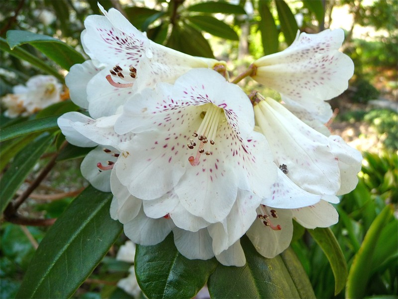 Rhododendron irroratum