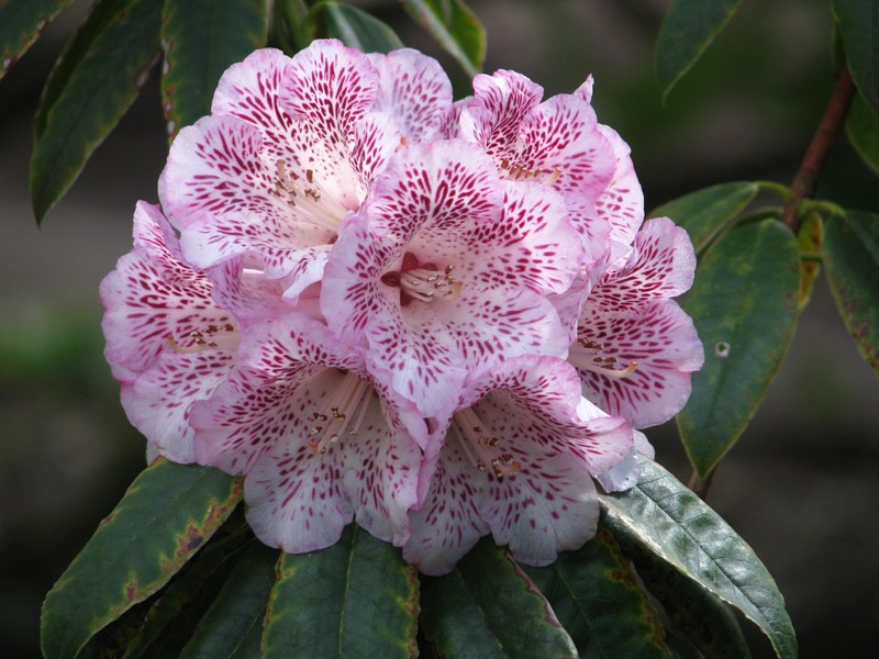 Rhododendron irroratum photo 2