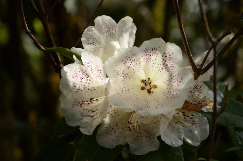Rhododendron irroratum photo 3
