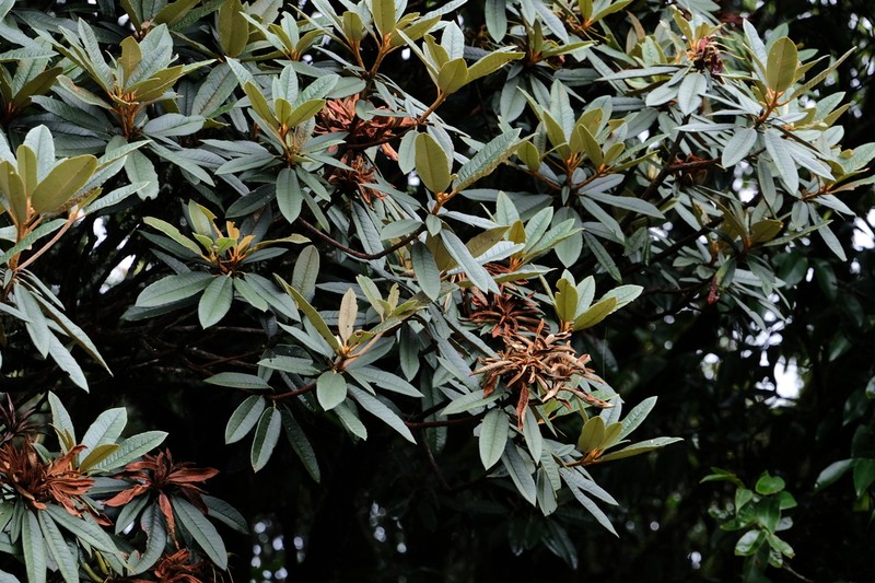 Rhododendron irroratum photo 4