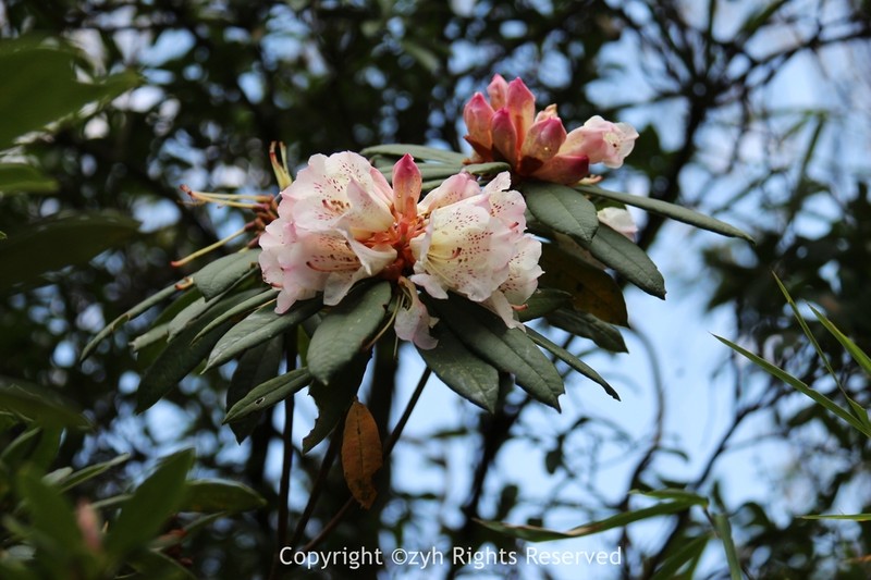 Rhododendron irroratum photo 5
