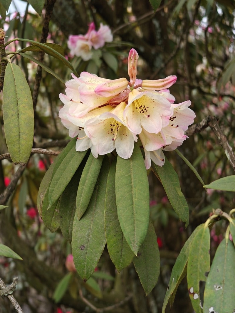 Rhododendron irroratum photo 6