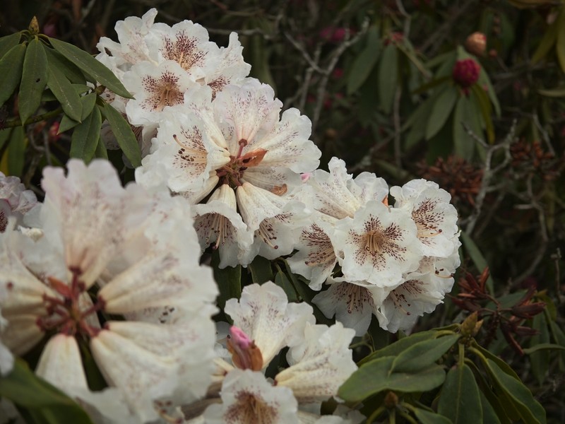 Rhododendron irroratum photo 7