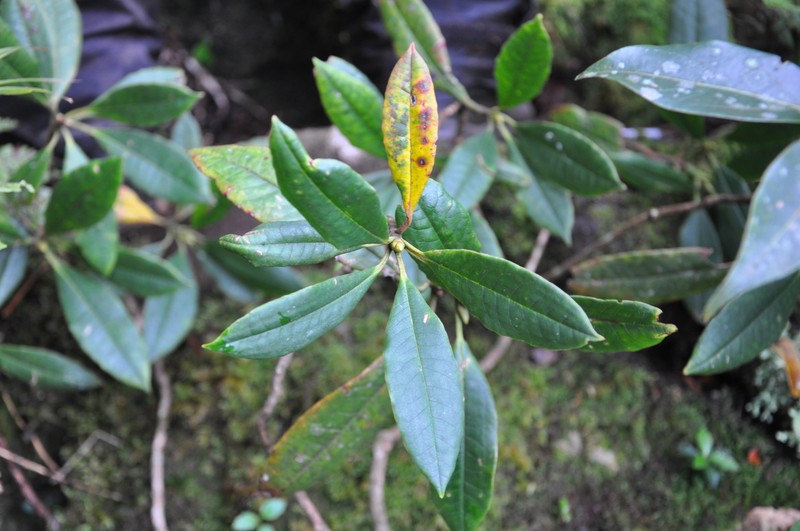 Rhododendron irroratum subsp. irroratum