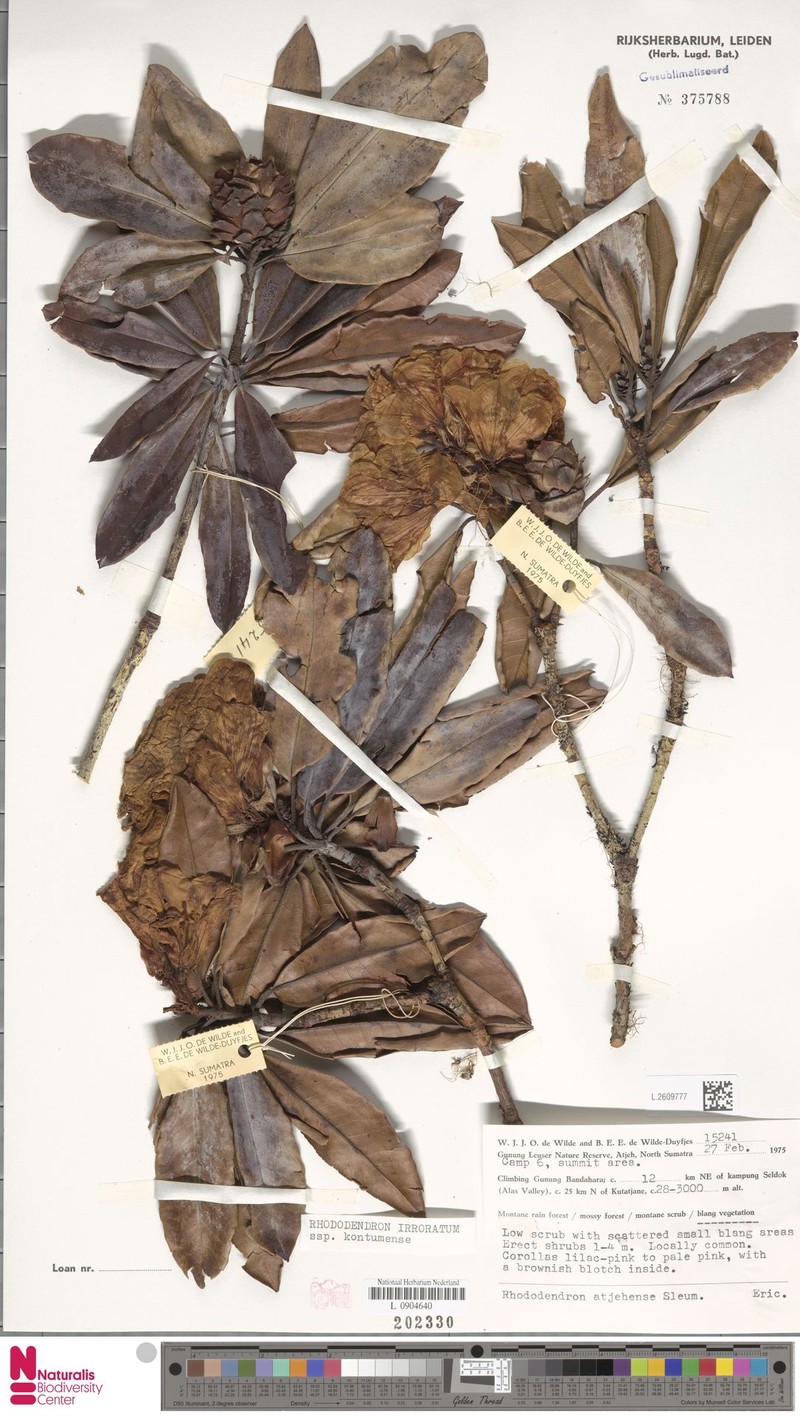 Rhododendron irroratum subsp. kontumense