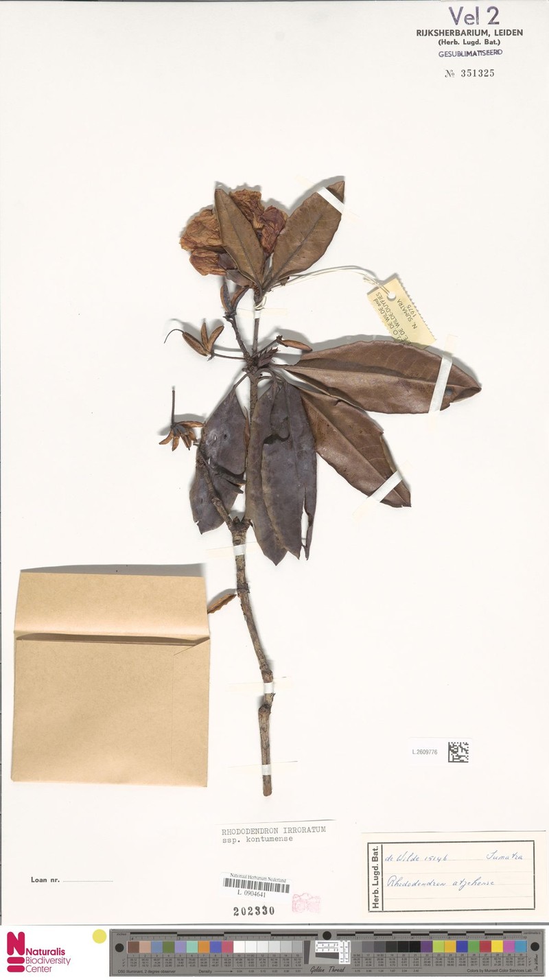 Rhododendron irroratum subsp. kontumense photo 2