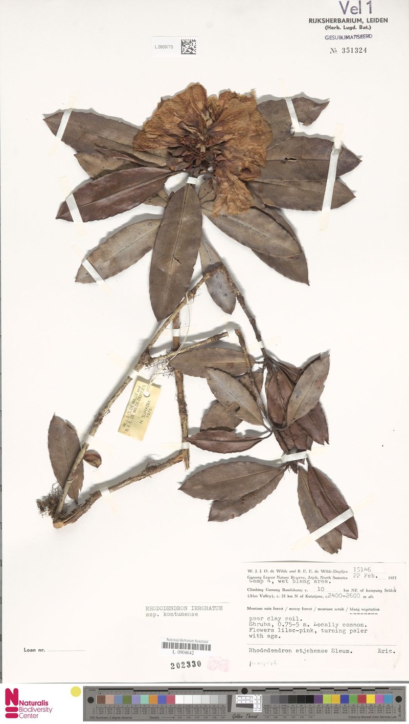 Rhododendron irroratum subsp. kontumense photo 3