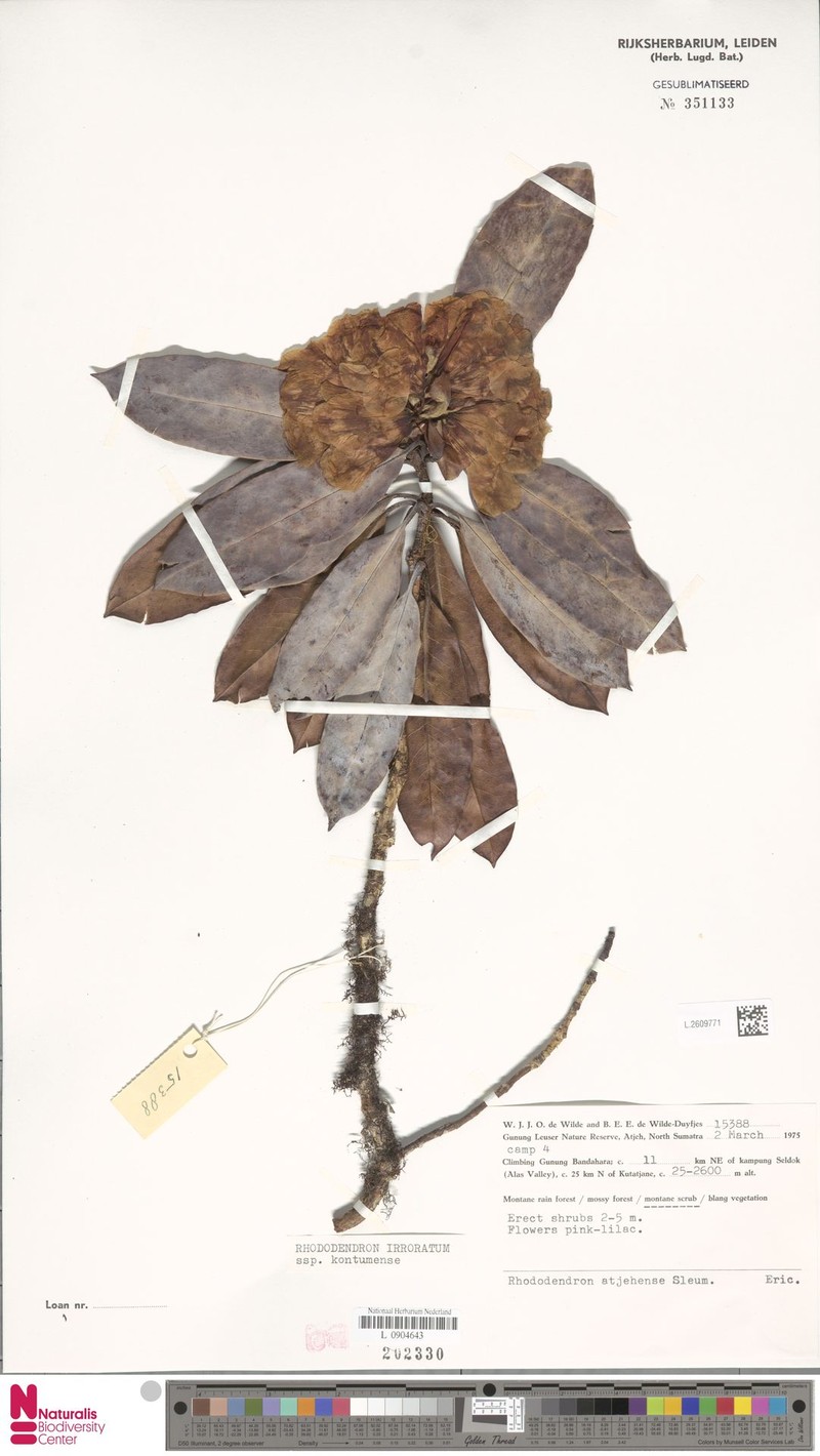 Rhododendron irroratum subsp. kontumense photo 4
