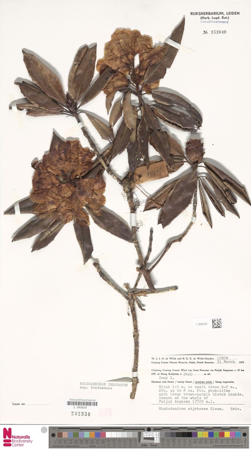 Rhododendron irroratum subsp. kontumense photo 5