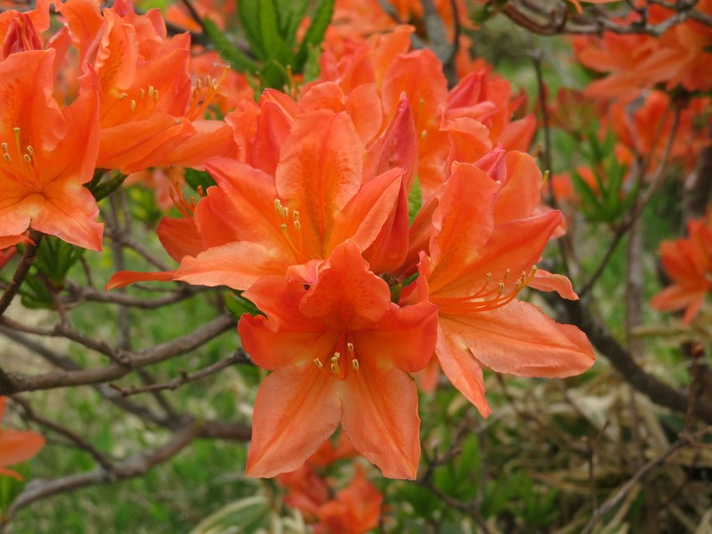Japanese Azalea photo 7