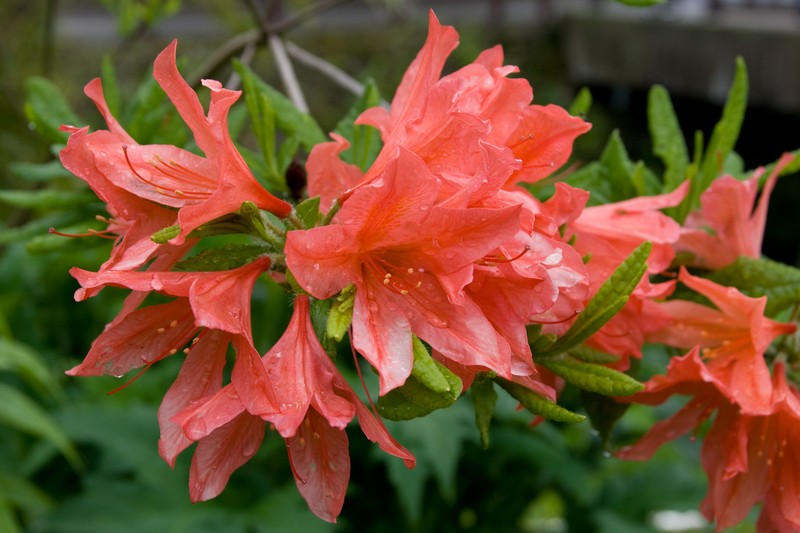 Japanese Azalea
