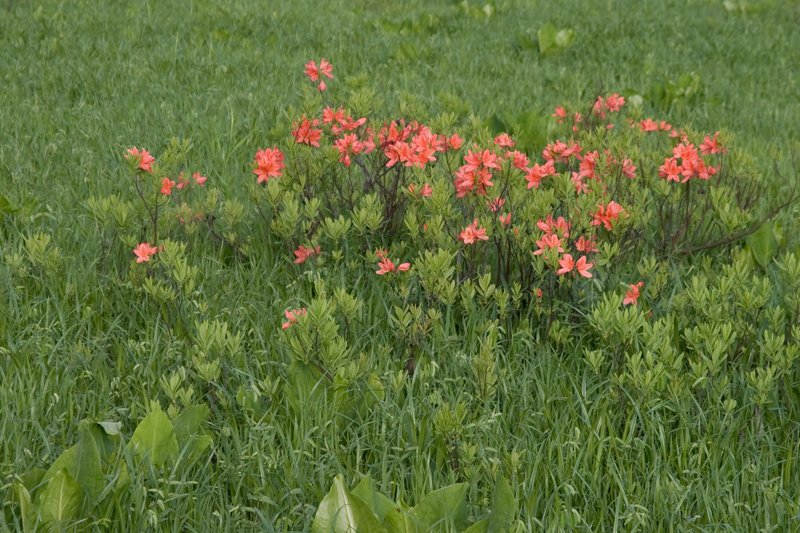 Japanese Azalea photo 5