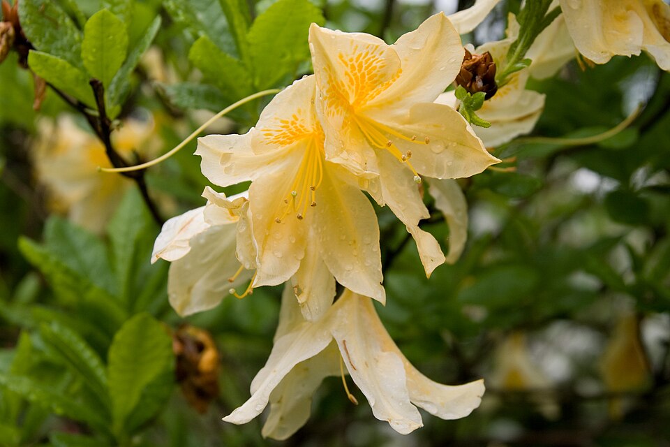 Japanese Azalea photo 6