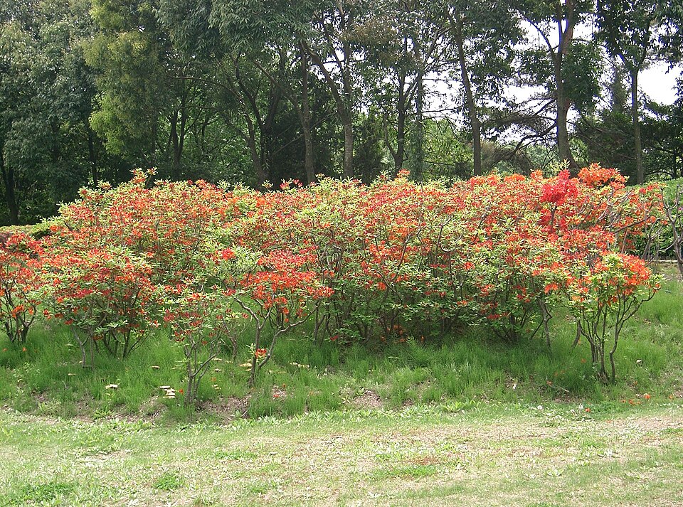 Japanese Azalea photo 7