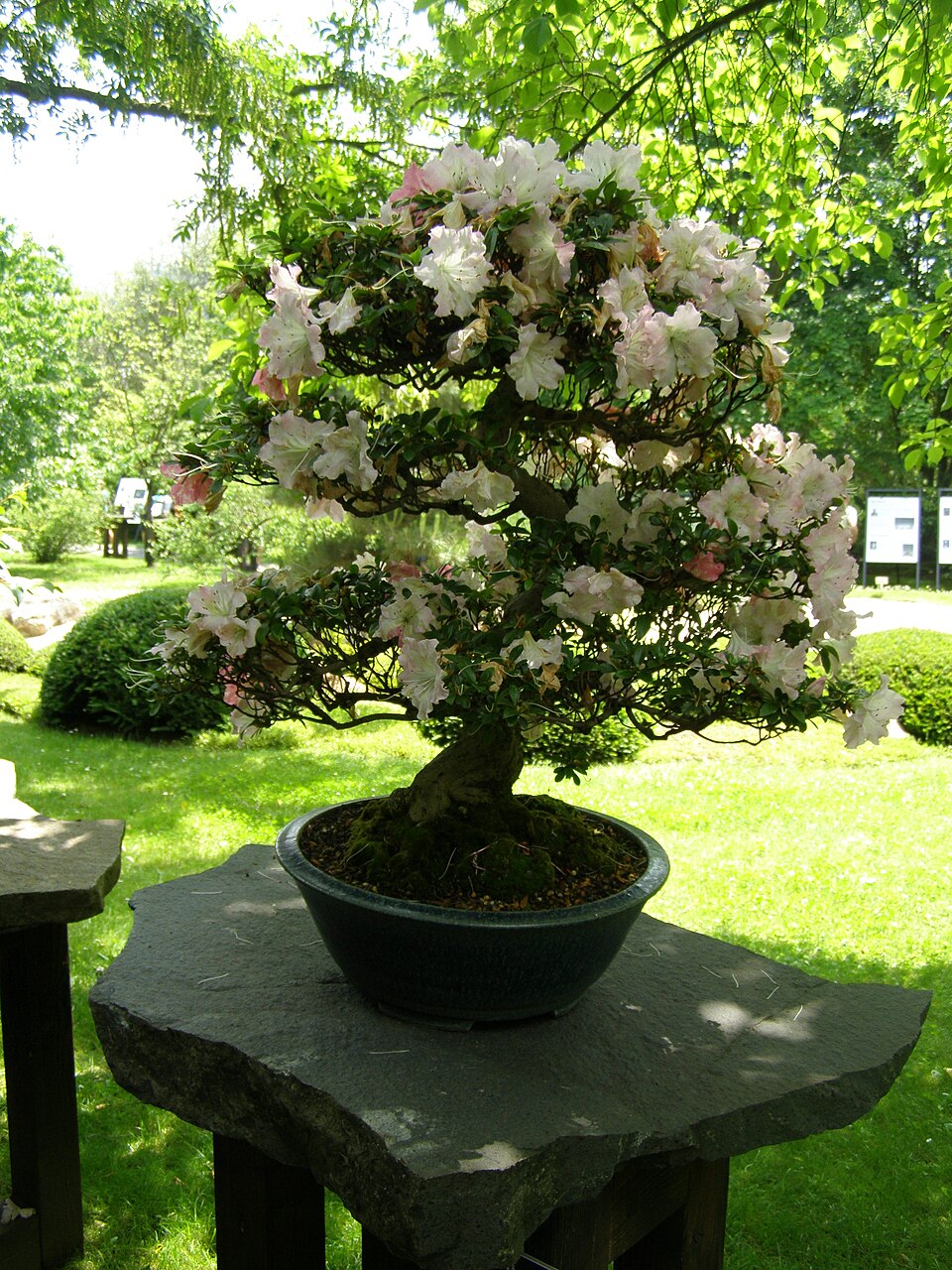 Japanese Azalea photo 8
