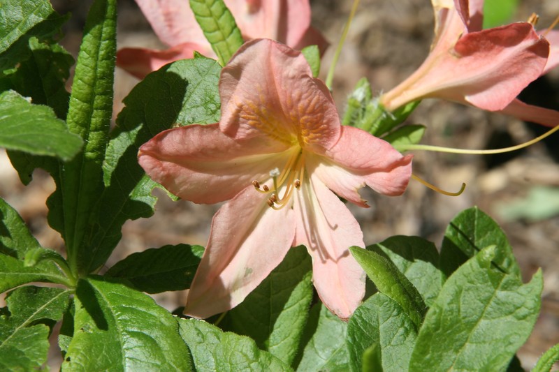 Japanese Azalea photo 2