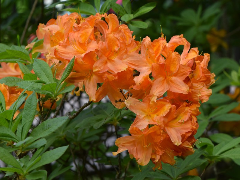 Japanese Azalea photo 3