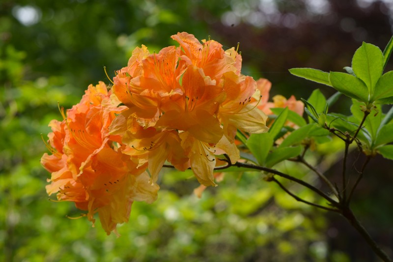 Japanese Azalea photo 4