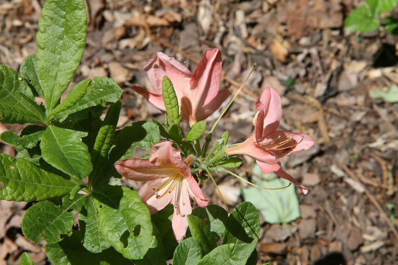 Japanese Azalea photo 9