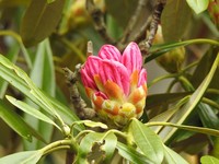 Rhododendron japonoheptamerum