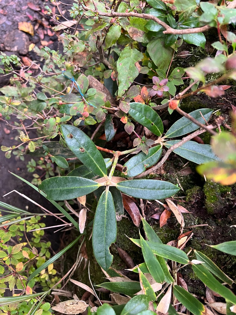 Rhododendron japonoheptamerum photo 3