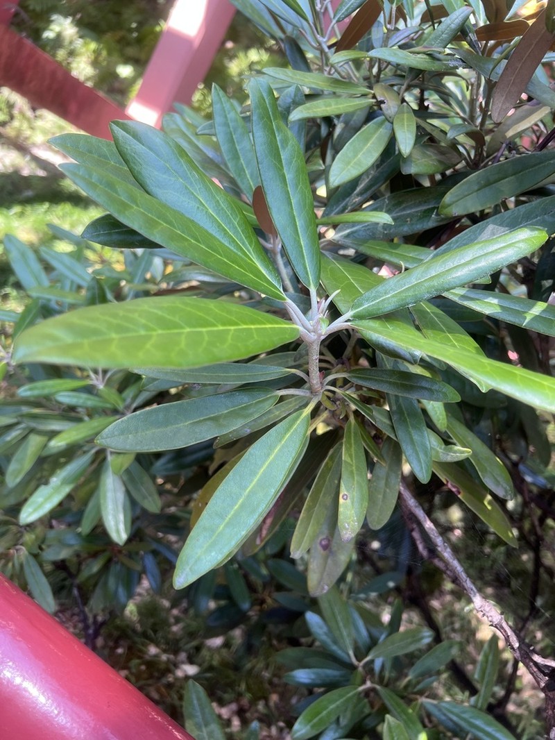 Rhododendron japonoheptamerum photo 5