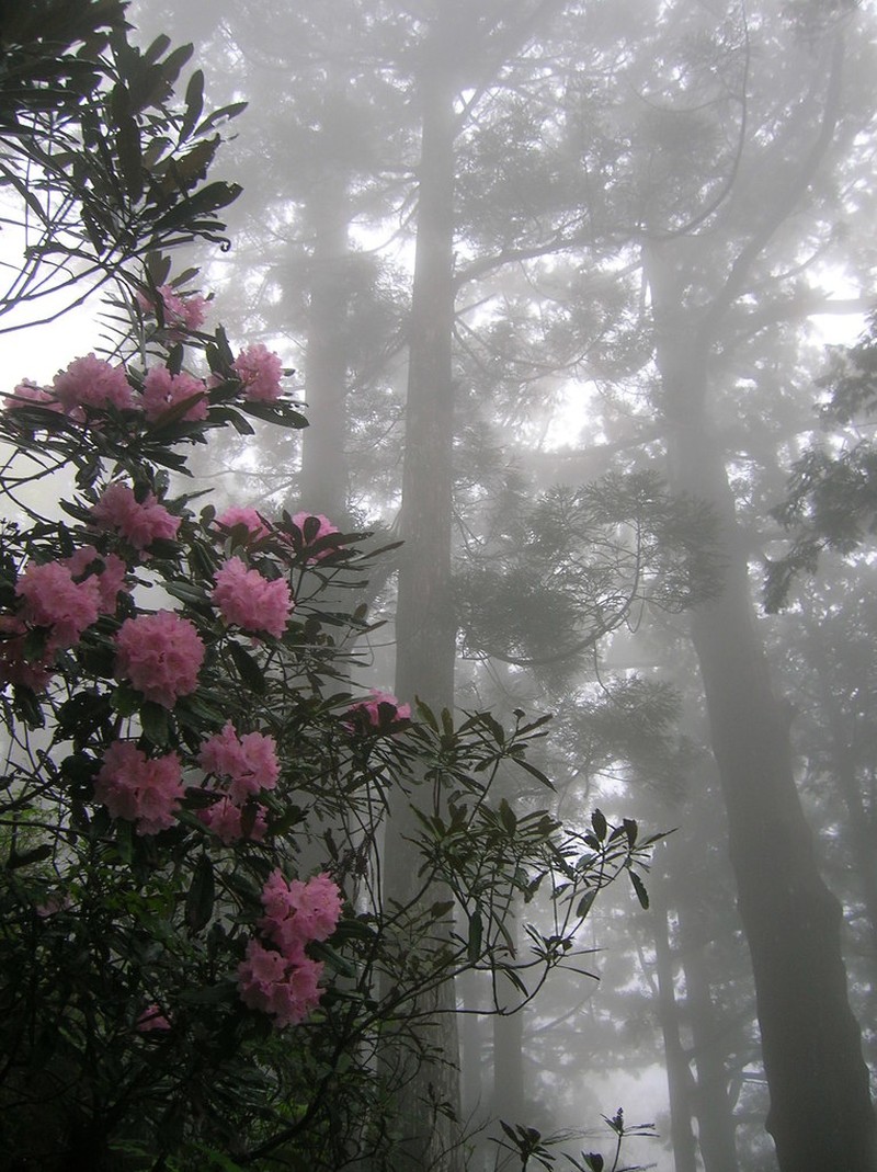 Rhododendron japonoheptamerum photo 6