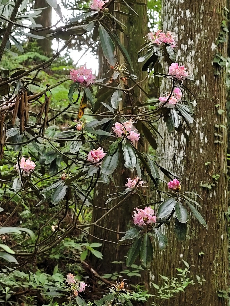 Rhododendron japonoheptamerum photo 7