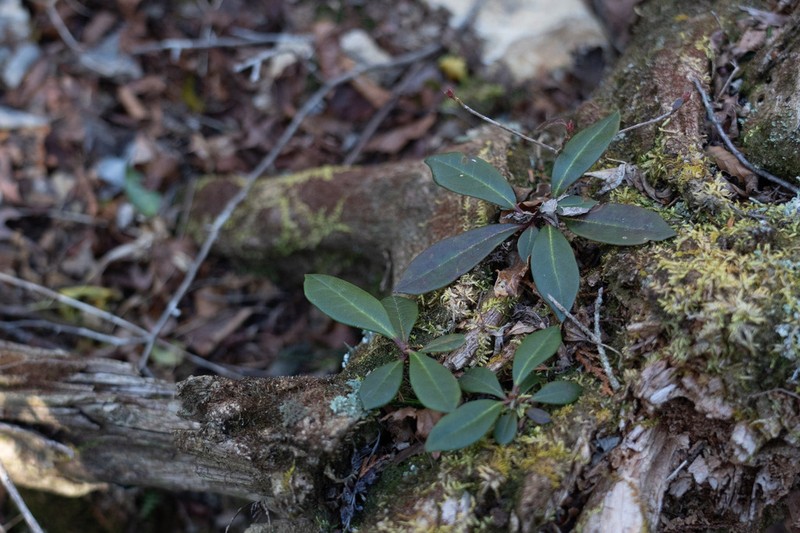 Rhododendron japonoheptamerum photo 8