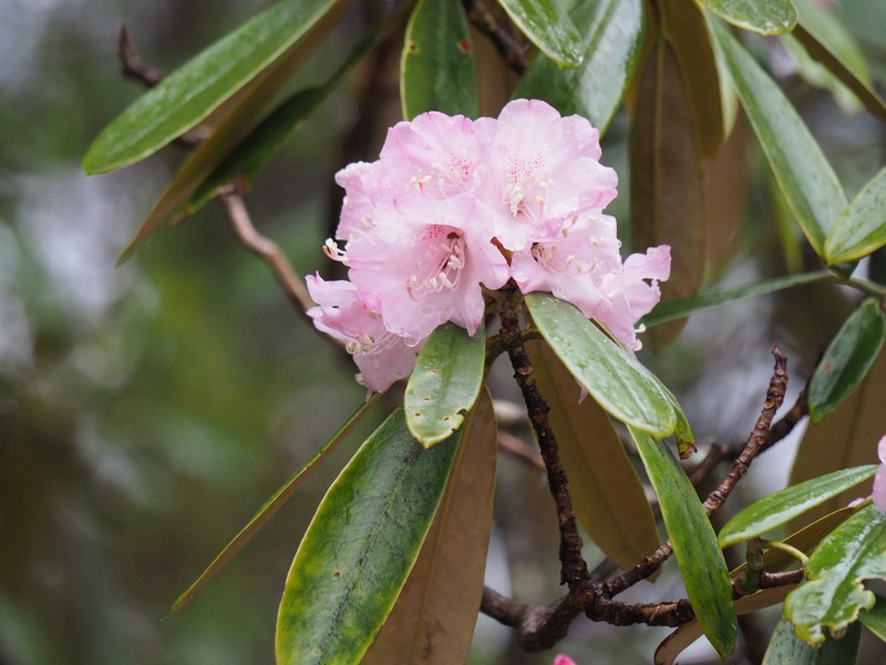 Rhododendron japonoheptamerum var. hondoense